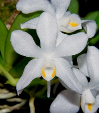 Amesiella minor Windflower AM/AOS 80 pts.